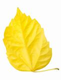 One yellow leaf isolated on white background