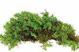 Heap of green moss