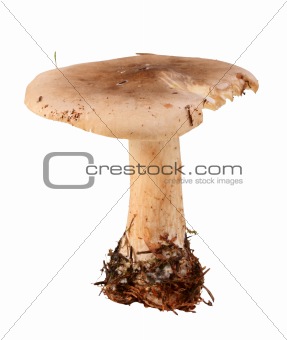 Single fresh mushroom