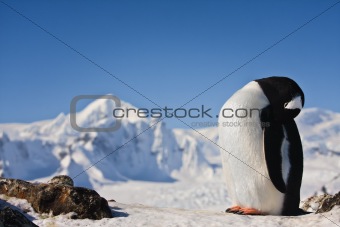 Penguin on the rock