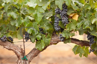 Lush, Ripe Wine Grapes on the Vine Ready for Harvest.