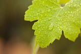 Lustrous Green Grape Leaf with Water Drops