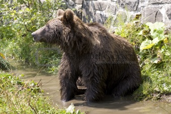 Wild Bear Cooling In Water