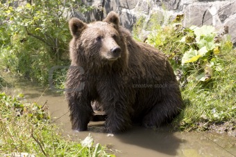 Wild Bear Cooling In Water