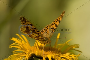 Butterfly Feeding On Yellow Flower