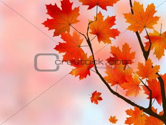 Orange light leaves of maple, shallow focus.