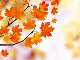 Orange autumn leaves, shallow focus.
