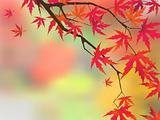 Japanese maple in autumn colors.