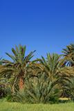palm grove 