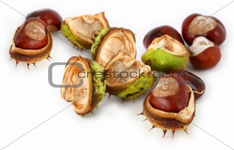 group of chestnuts 
