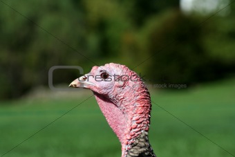 Turkey head