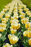 Yellow tulips row