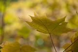 Autumn leaves , very shallow focus.