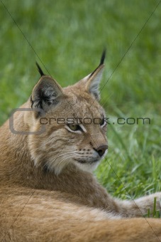 Lynx Portrait