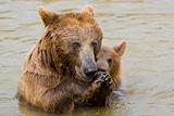 Bear Mother and Her Cub Feeding