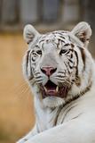 White Tiger Portrait