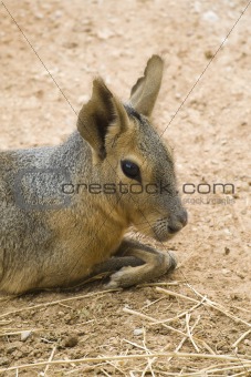 Patagonian Hare Portrait