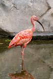 Scarlet Ibis Portrait