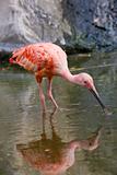 Scarlet Ibis Portrait