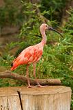 Scarlet Ibis Portrait