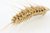 Single wheat spike