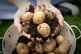 A handful of new potatoes in colander