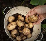 Newly picked potatoes in enamelled colander