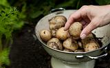 Potatoes just dug and in a colander