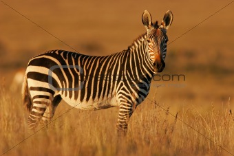 Cape Mountain Zebra