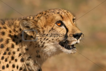 Cheetah portait 
