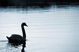 Swan28
