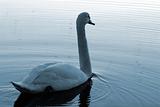 Swan27