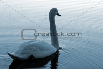 Swan27