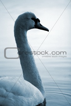 Swan26