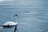 Swan6