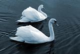 Swan16