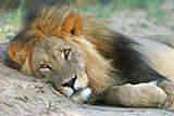 Big male lion