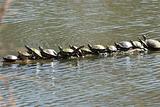 Turtles in line