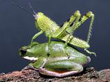 Frog, Grasshopper