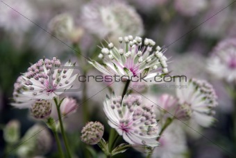 Delicate white flowers stained with purple