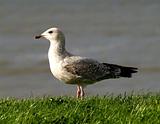 Young Gull