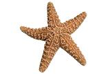 Clipped Starfish