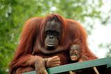 Mother and baby Orangutan