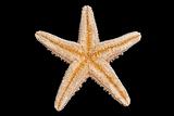 Starfish Bottom
