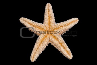 Starfish Bottom