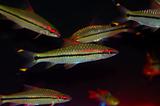 Rare Freshwater Jewel Fish