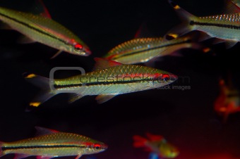 Rare Freshwater Jewel Fish