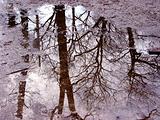 Tree reflection in puddle