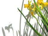 Daffodils and shadows