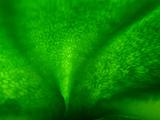 Inside A Green Pepper